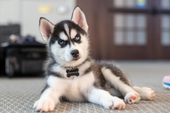 New Pup In Charge Uconn Welcomes Husky Mascot Jonathan Xv