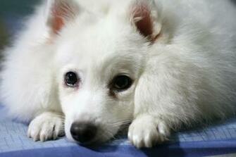 Indian Spitz Dog Face Photo And Wallpaper Beautiful