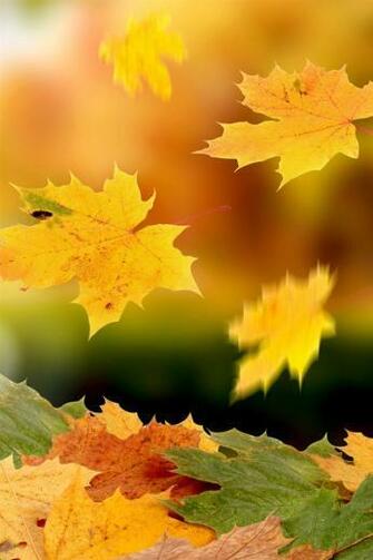 Maple Leaves Falling In Autumn iPhone Wallpaper 4s