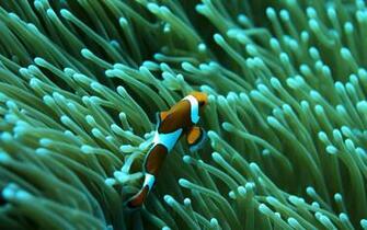 Saltwater Aquarium Reef Fish S Background Wallpaper