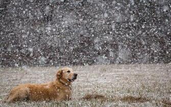 Winter Wallpaper With A Dog In The Snow And It S Snowing Heavily
