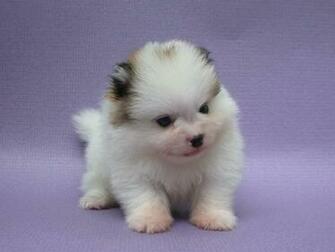 By Dogwhisperer April Am Size Kb