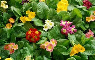 Beautiful Spring Wallpaper
