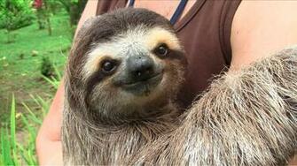 The Cute Show Baby Sloths On Vimeo