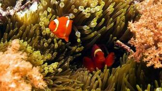 Clown Fish Wallpaper HD Early