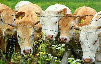 Wallpaper Summer Look Flowers Mesh The Fence Portrait Cow