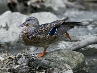 Duck Pictures Mallard HD Wallpaper