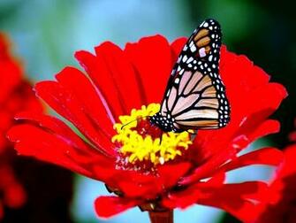 Now The Image Astonishing Beautiful Flowers And Butterflies Wallpaper