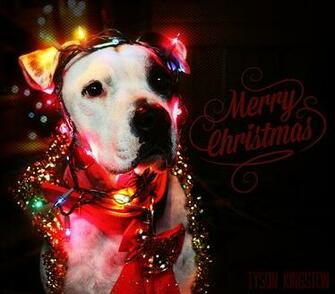 Merry Christmas Pitbull Puppies Everyone By