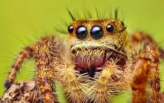 Wallpaper Wild Animals