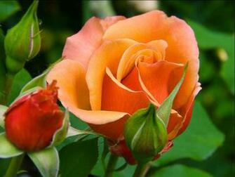Beautiful Orange Colour Roses Flowers HD Wallpaper