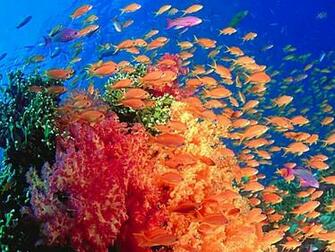Sea Life Image Marine HD Wallpaper And Background