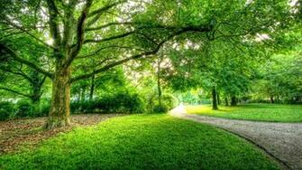 Green Trees Berlin Park Wallpaper
