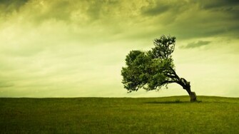 Wallpaper Proslut HD Tree Background Green Trees
