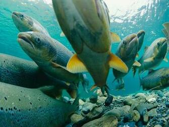 Atlantic Salmon Wallpaper