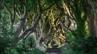 The Dark Hedges County Antrim Bregagh Road Northern Ireland Uk