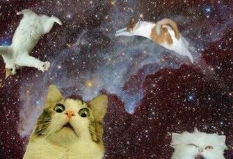 The Space Cats Account Is Greatest Thing Ever Pics