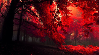 Red Trees Wallpaper Nature HD Sacred Peaceul Physaliidae
