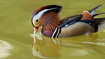 Mandarin Duck Desktop Screensavers Car Pictures