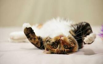 Maine Coon Cats High Resolution Wallpaper Beautiful Desktop