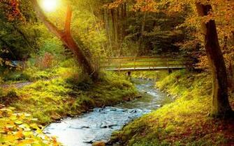 Autumn Forest Stream Windows Wallpaper X