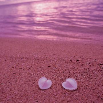 Heart Shaped Seashells On Pink Beach iPad Air Wallpaper