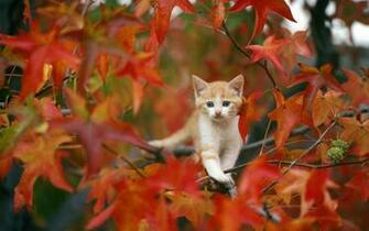 Whiskers Trees Autumn Fall Seasons Leaves Cute Wallpaper Background