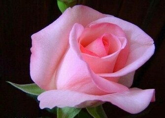 Most Beautiful Rose Flowers Image Send Flower Online