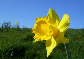 Daffodils Wallpaper Weddingdressin