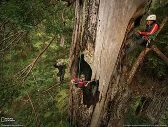 Redwoods Photo Prairie Creek State Park Picture National Geographic