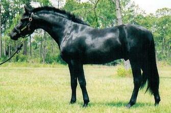 Friesian Black Horse Wallpaper Running