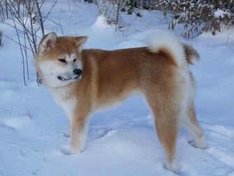 American Akita In Winter Photo And Wallpaper Beautiful