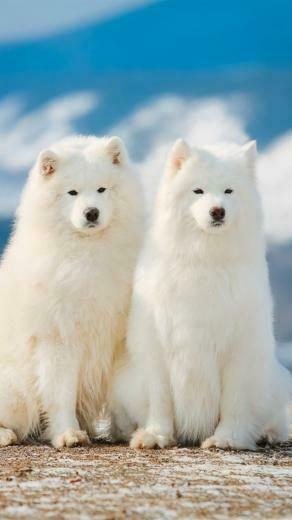 Two Samoyed Dogs iPhone 5s 5c Se Wallpaper Background