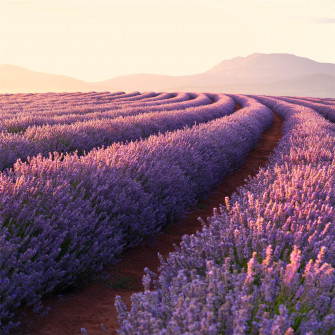 Lavender Fields iPad Air Wallpaper