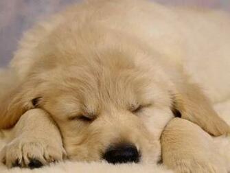 Sleeping Puppy Screensaver Screensavers
