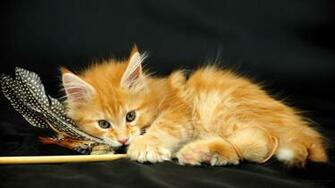 Pictures Lolcat Funny Cat Desktop Wallpaper Picture