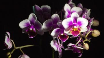 Wallpaper Orchid Flower Black Background