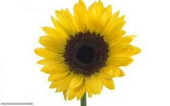 Wallpaper Flowers Macro Yellow Desktop In