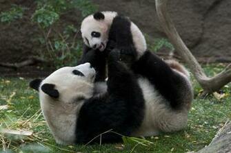 Baby Panda With Mom A Cute Day