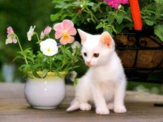 Wallpaper Gallery Cat Kittens