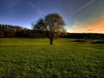 Tree Of Life Wallpaper By Joinnovate