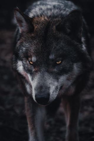 Wolf Wallpaper HD Hq