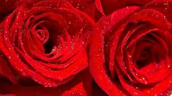 Water Drops On Red Roses Wallpaper