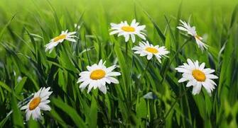 Background Meadow Daisy Wallpaper Flower Desktops Daisies Image