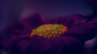 Dark Purple Flower Macro Desktop Pc And Mac Wallpaper