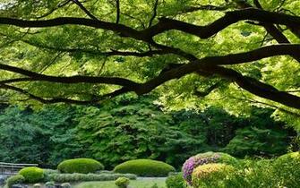 Picture Japan Shinjuku Gyoen Nature Gardens Branches