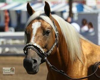 Quarter Horse Wallpaper
