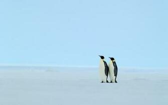 Smi Penguin Wallpaper Pictures In Best Resolutions HD