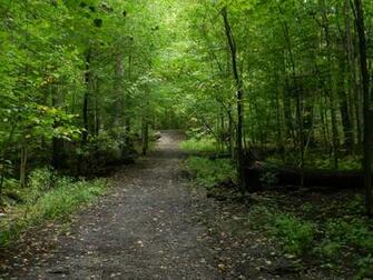 Winding Forest Path Wallpaper