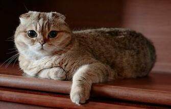 Wallpaper Cat Look Scottish Fold Image For Desktop Section
